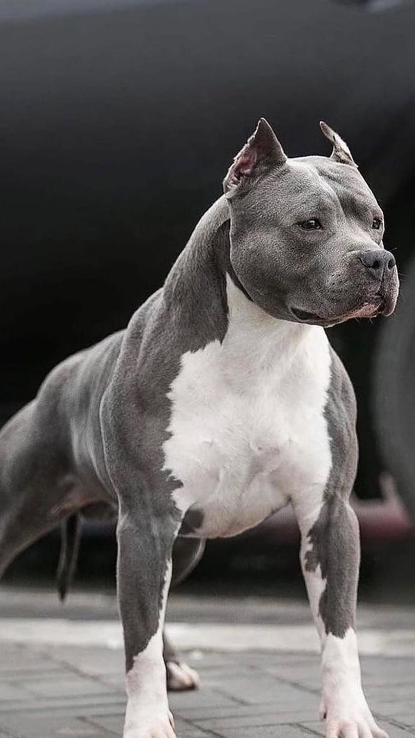 Pitbull Dog, Pet, Animal, graphy HD phone wallpaper | Pxfuel