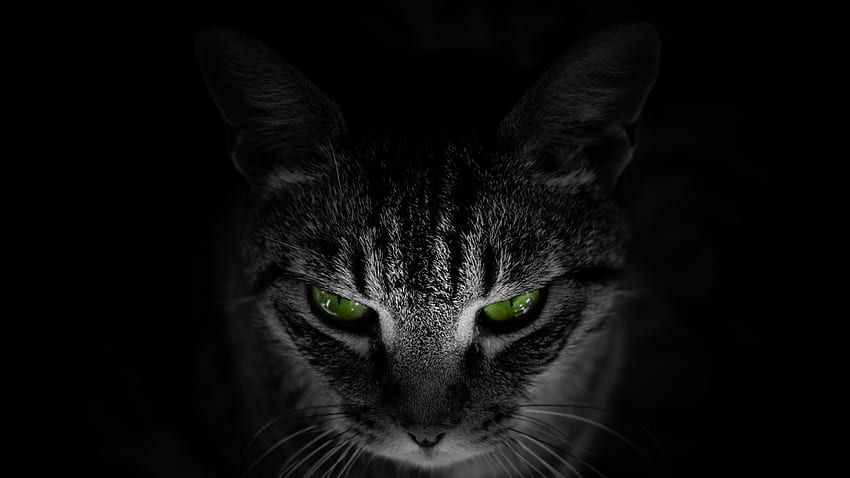 Green Eyes Black Cat Black , Black Cat with Green Eyes HD wallpaper