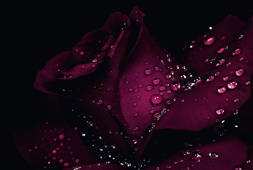 rosa burdeos, borgoña, rosas, grafía, gotas, flores, belleza fondo de pantalla