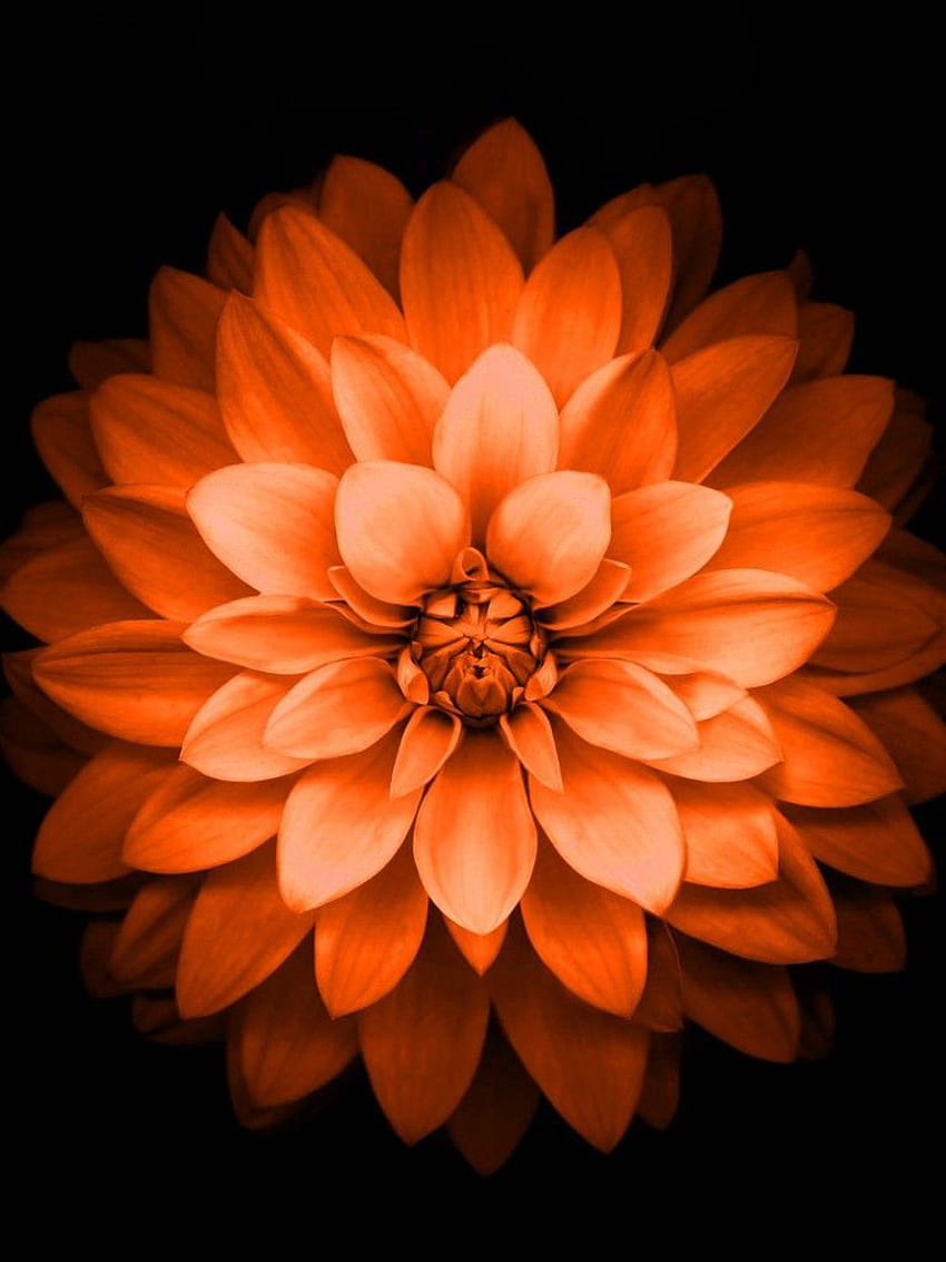 iPhone 6 Plus Pomarańczowy kwiat lotosu Retina — czarny, pomarańczowe kwiaty Tapeta na telefon HD