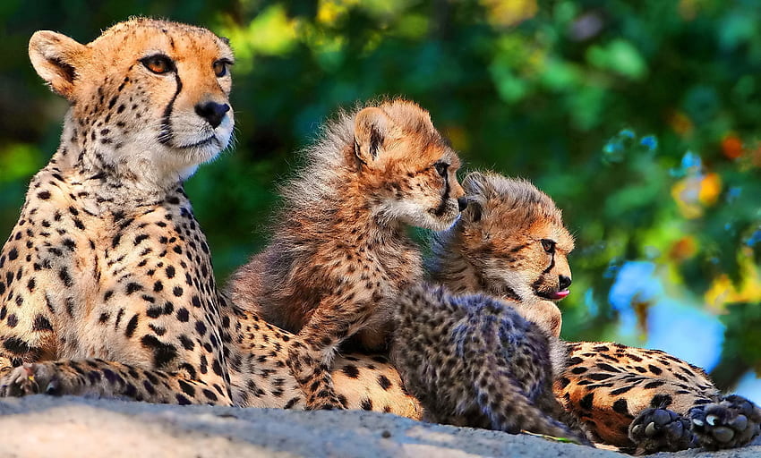 Zwierzęta, gepardy, drapieżniki, siedzą, młode, cętkowane, młode, duże koty Tapeta HD
