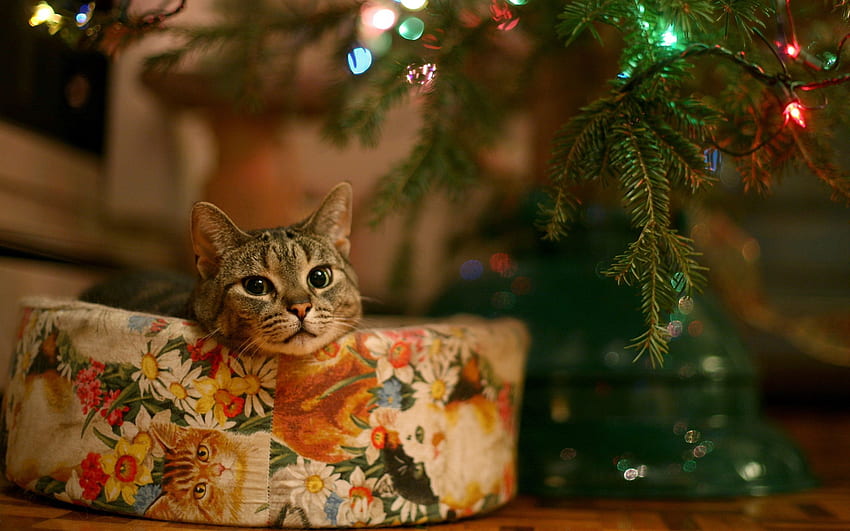 Animals, New Year, Cat, Christmas Tree, Garland HD wallpaper