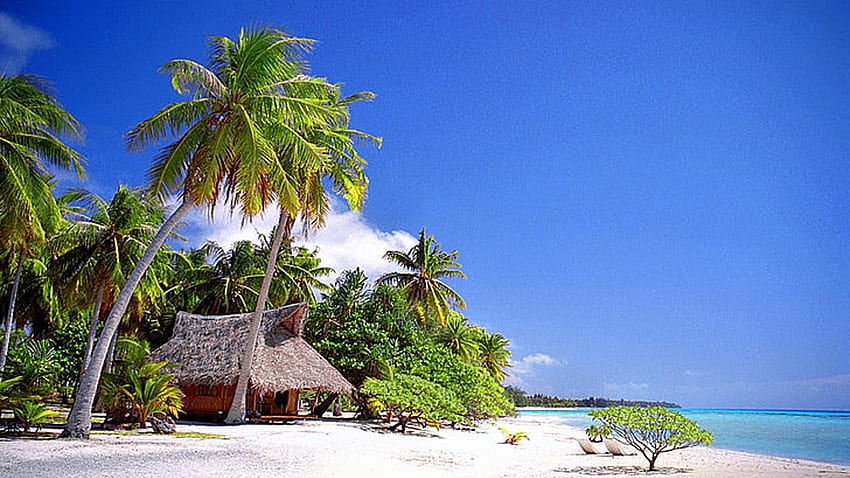 Hut Palm Coconut Trees Chairs On Beach Sand Ocean Under Blue Sky Beach HD wallpaper