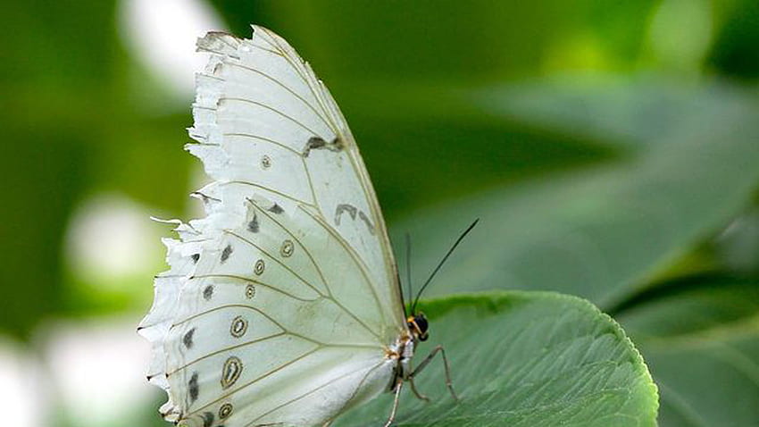 緑の葉の蝶に白い蝶のクローズ アップ ビュー 高画質の壁紙