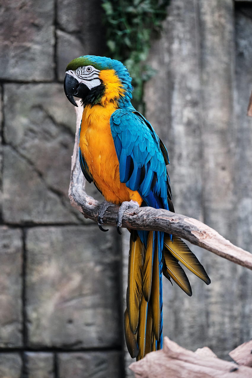 Animals, Parrots, Bird, Multicolored, Motley, Branch, Macaw HD phone wallpaper