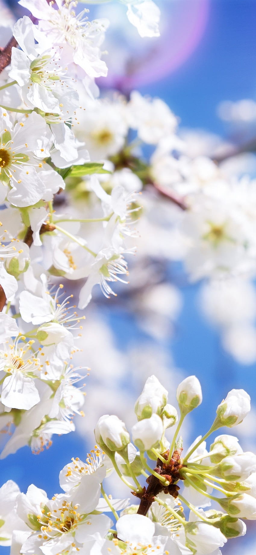Flores de maçã branca, flor, primavera, raios solares IPhone 11 Pro XS Max, plano de fundo, flores azuis da primavera Papel de parede de celular HD