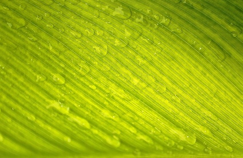 Nature, Drops, Macro, Sheet, Leaf, Dew, Veins HD wallpaper