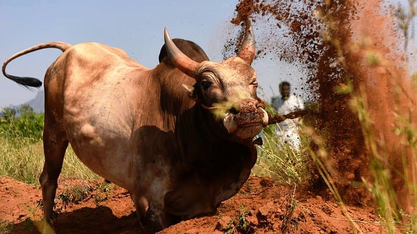 Swaramalikaa on Watch & Enjoy Jallikattu 2018 Rhythm Cheers -Bull Fighters Festival-ஜல்லிக்கட்டு திருவிழா-Tamil. Bull , Bull, Animal welfare board HD wallpaper