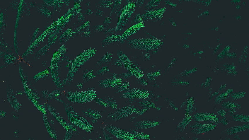 Pine needles Ultra - HD wallpaper