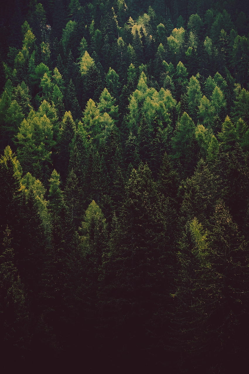 Nature, Trees, Pine, Coniferous, Forest HD phone wallpaper
