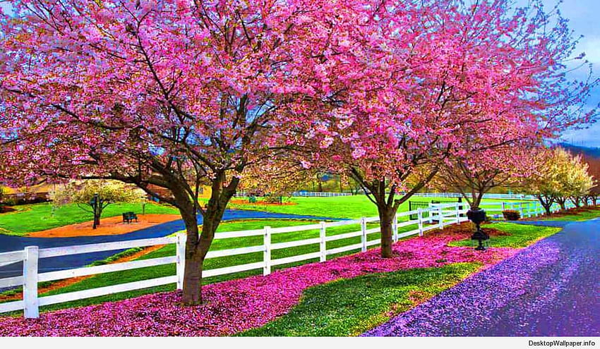 Пролетен сезон Красива природа Пролет [] за вашия мобилен телефон и таблет. Разгледайте пролетния компютърен фон. Пролет HD тапет
