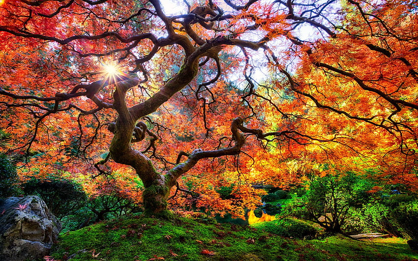 Beautiful Japanese Maple With Red Leaves, At The Foot Of Portland, Japanese Tree HD wallpaper