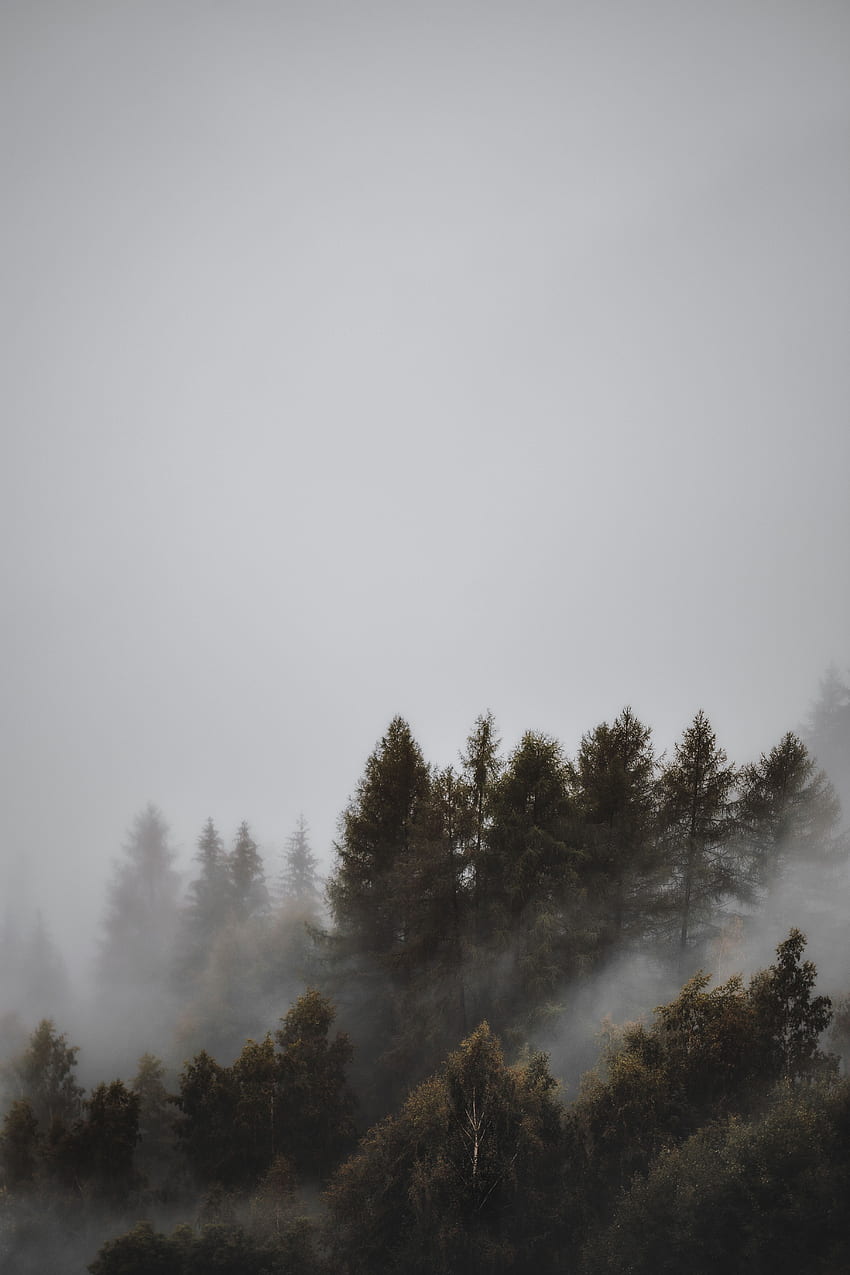 paisaje, naturaleza, árboles, bosque, niebla, sombrío fondo de pantalla del teléfono