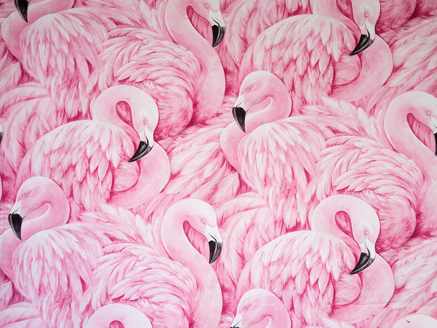 Animals Pink Flamingo Collection Art, Christmas Flamingo HD wallpaper