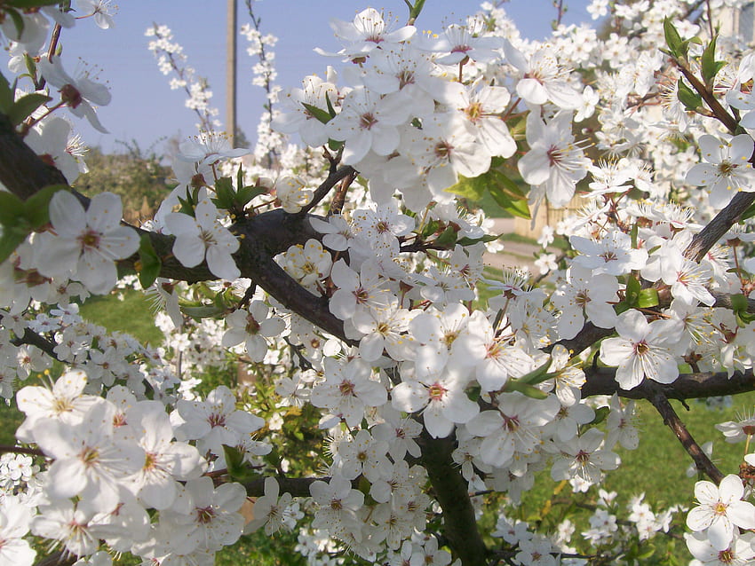 봄, 꽃 HD 월페이퍼