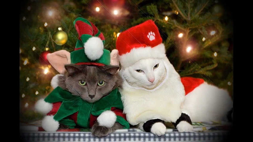 New Funny - Cat : Merry Christmas and Happy New HD wallpaper | Pxfuel