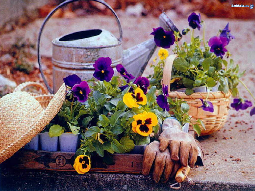 spring garden, purple, garden, spring, hat HD wallpaper