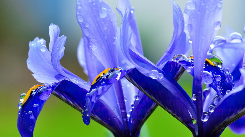 Blue flowers, blue, wet, delicate, drops, beautiful, flowers, droplets HD wallpaper