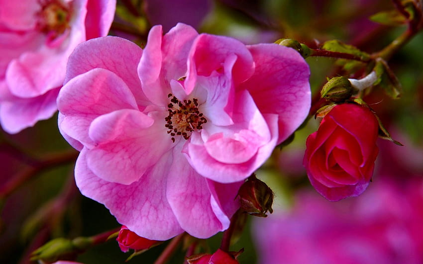 FLEURS ROSES, bourgeon, seau, nature, fleurs, printemps, brindilles Fond d'écran HD