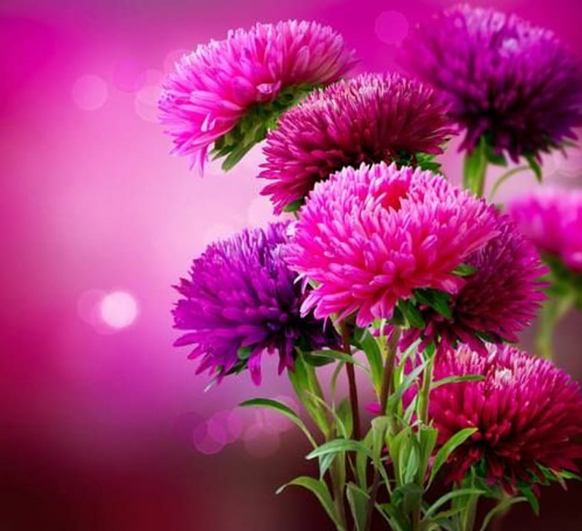 Romantic serenade, pink flowers, hot colors, beautiful nature HD wallpaper
