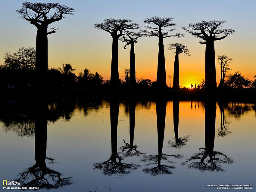 Baobab Trees, Madagascar. Trees, Madagascar Landscape HD wallpaper