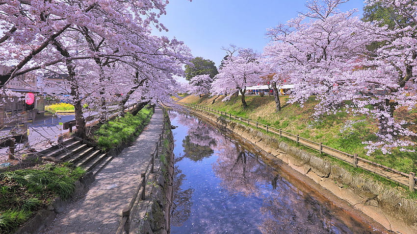 도쿄 일본 사쿠라 운하 봄 자연 계단, 2560x1440 벚꽃 HD 월페이퍼