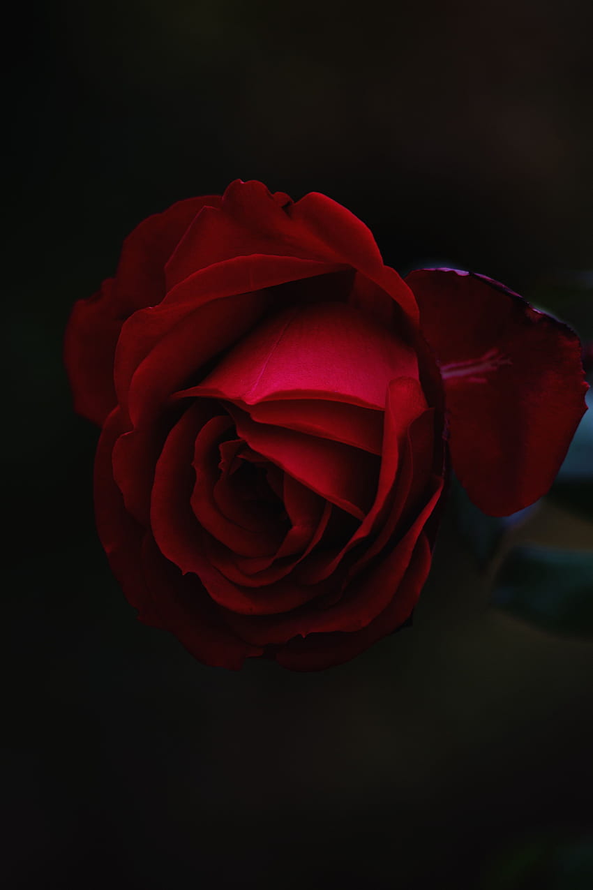 Flores, Flor Rosa, Rosa, Botão Papel de parede de celular HD