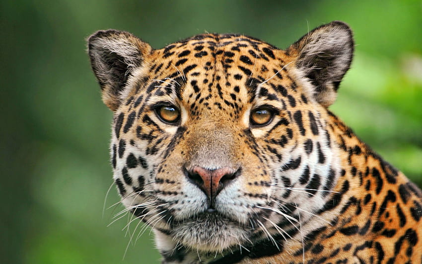 Animals Jaguar Tropical Rainforest Spring Animal HD wallpaper