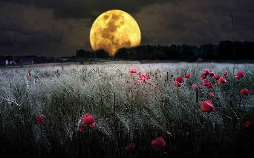 ทุ่งข้าวสาลีกับดอกป๊อปปี้ ข้าวสาลี พระจันทร์เต็มดวง ทุ่ง ดอกป๊อปปี้ สีแดง ดอกไม้ ท้องฟ้า วอลล์เปเปอร์ HD
