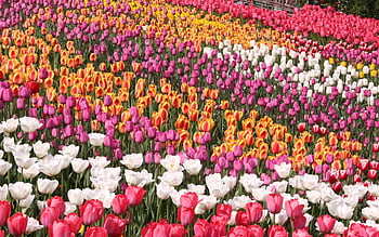 Hãy chiêm ngưỡng bức tranh vẽ cánh đồng hoa tulip thật đẹp mắt và sống động. Hình ảnh như thật, tỷ mỉ đến từng chi tiết, sẽ mang đến cho bạn cảm giác như đang đứng ngay trước những đóa hoa tulip rực rỡ. Cùng chiêm ngưỡng và trải nghiệm vẻ đẹp tuyệt vời này nhé!