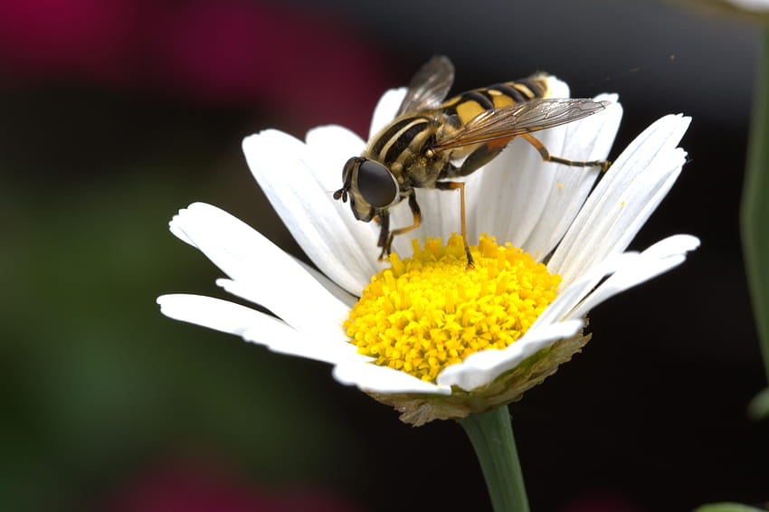 manzanilla, flor, macro, abeja, manzanilla, polinización fondo de pantalla