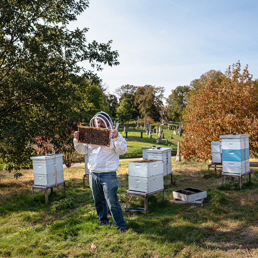 Comment un apiculteur urbain passe ses dimanches, rucher Fond d'écran de téléphone HD