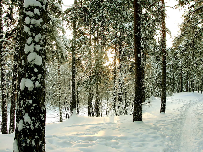 Winter, Natur, Bäume, Straße, Wald, Baumstämme, St. Petersburg, Sankt Petersburg, Sestroretsk HD-Hintergrundbild
