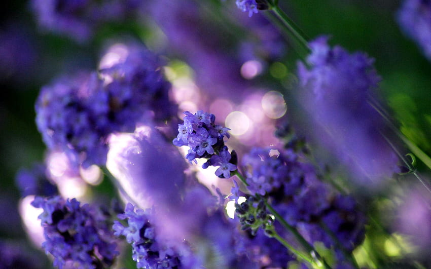 Grass, Background, Violet, Flower, Plant, Macro, Purple HD wallpaper