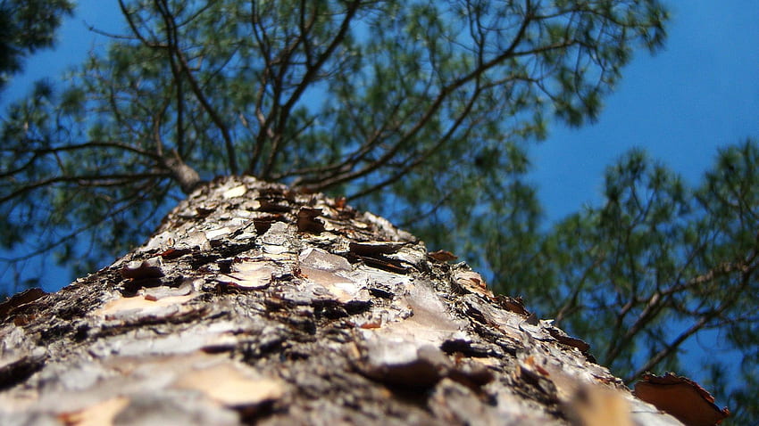 ธรรมชาติ มาโคร ไม้ ต้นไม้ มงกุฎ โครน เปลือกไม้ ลำต้น กำลังขยาย เพิ่มขึ้น วอลล์เปเปอร์ HD