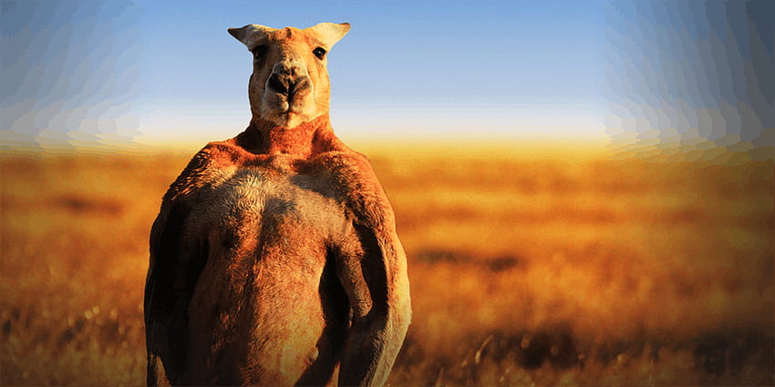 kangur - wysoka rozdzielczość Tapeta HD
