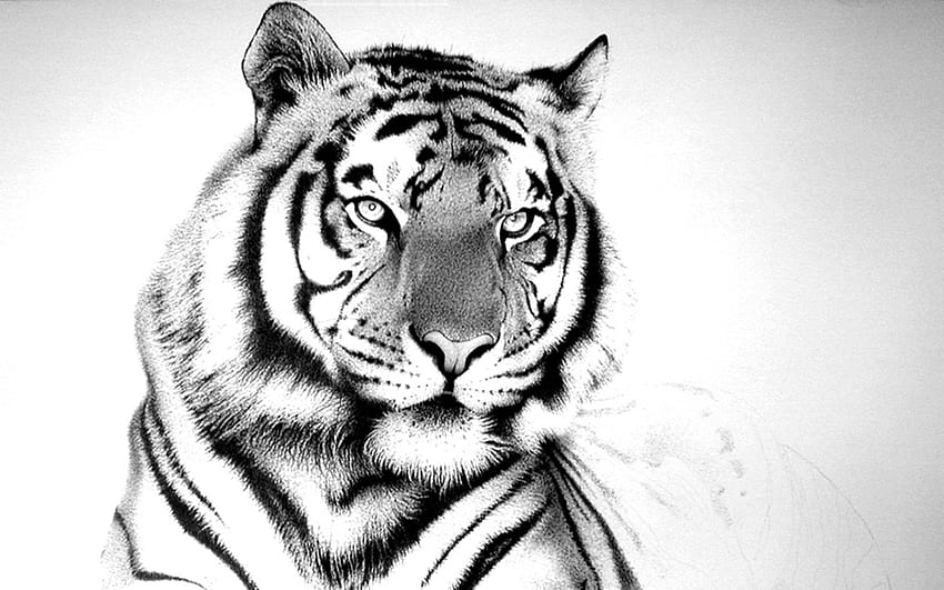 Lukisan Harimau Putih yang Indah Wallpaper HD