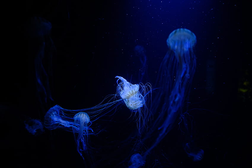 Animals, Jellyfish, Plexus, Underwater World, Tentacles HD wallpaper