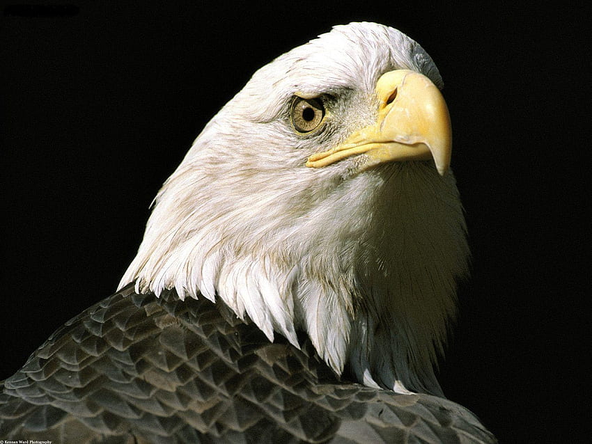 The_Nations_Lookout_Bald_Eagle_Alaska, birds, eagle, animals, eye, look HD wallpaper