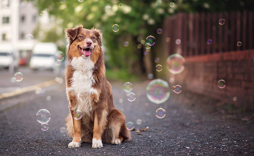 Perro, animal, verano, blanco, marrón, burbujas, caine fondo de pantalla