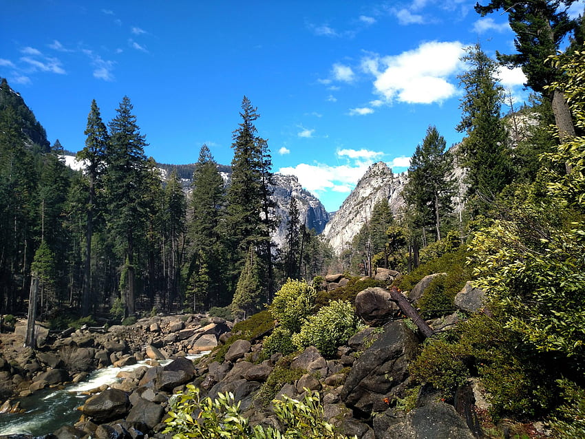 Parque Nacional de Yosemite, divertido, fresco, naturaleza, bosque, montaña fondo de pantalla