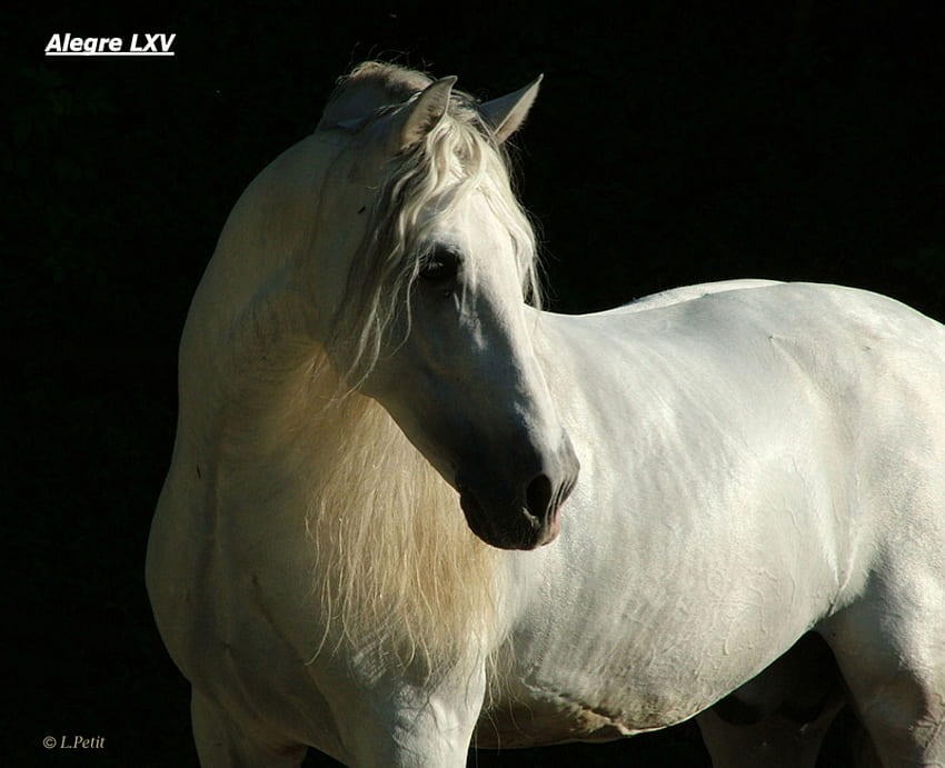 Сребърен андалуски в мрака, андалуски кон, коне, испански кон, тъмнина, животни, черно и бяло, иберийски кон, картезиански кон HD тапет