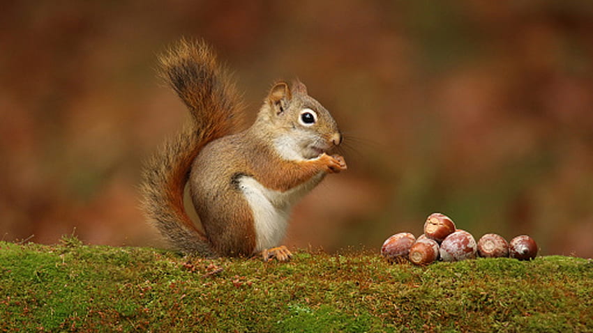 Squirrel Is Eating Nuts Standing On Grass In Blur Background Squirrel HD wallpaper