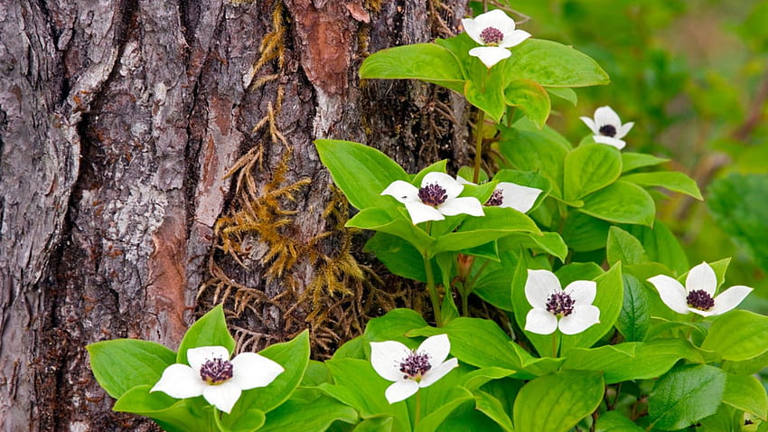 ต้นดอกวูดแคนาดา ความอ่อนโยน สวยงาม ความงาม สาขา ละเอียดอ่อน กลีบดอก สีสดใส ธรรมชาติ ดอกไม้ บุปผา น่ารัก วอลล์เปเปอร์ HD