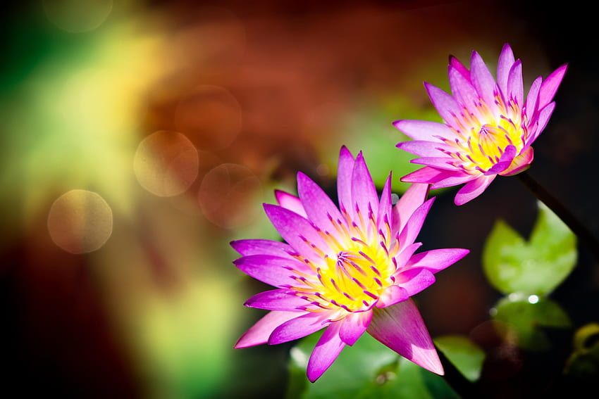 Lotuses, pink, yellow, flower, green, lotus HD wallpaper