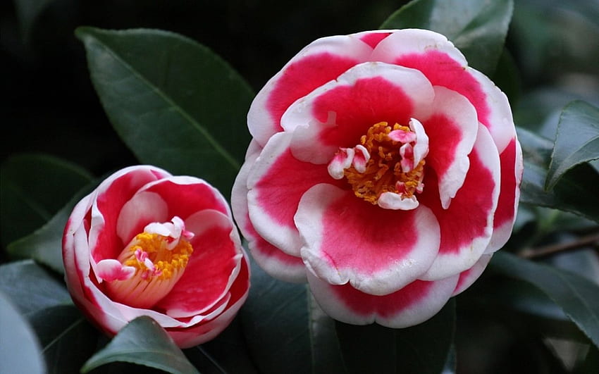 ดอกเคมีเลียที่สวยงาม ดอกคามิเลีย ตา กลีบ ดอก ใบไม้ ธรรมชาติ ดอกไม้ พุ่มไม้ วอลล์เปเปอร์ HD