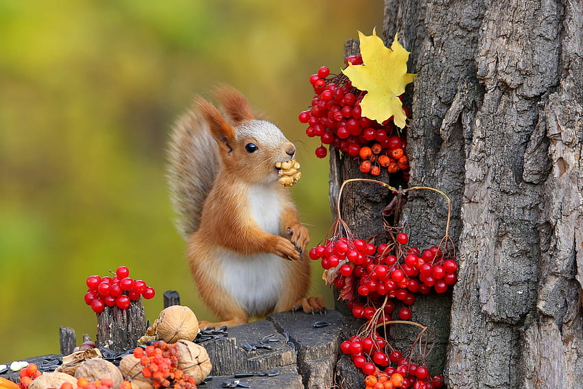 Wiewiórka, jagoda, liść, natura, toamna, zwierzę, orzechy, veverita, drzewo, czerwony, jesień, owoc Tapeta HD