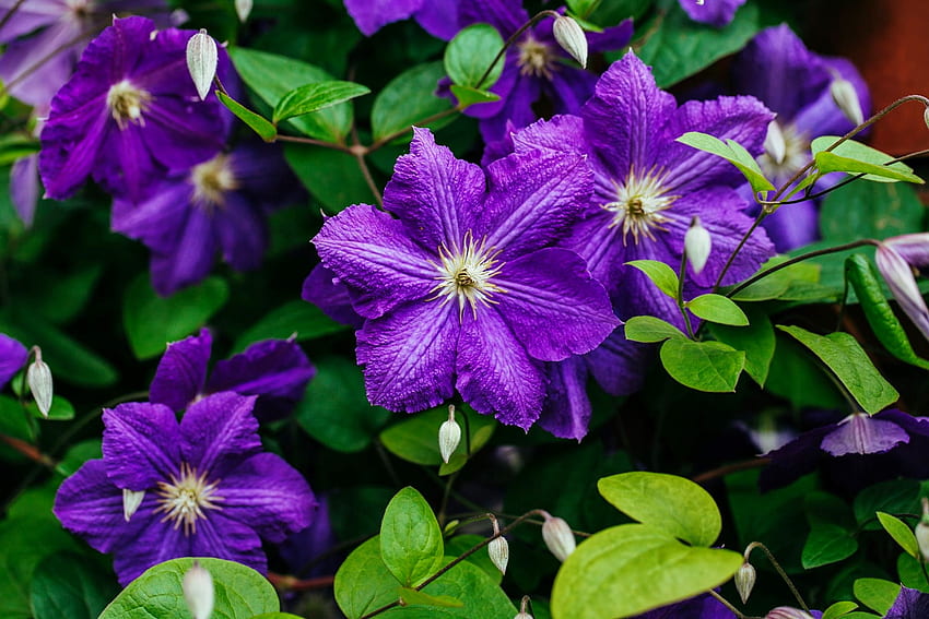 An amazing shade of purple, summer, purple, leaves, clematis, garden, beautiful, flowers, spring HD wallpaper
