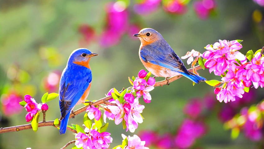 Pássaro com flores, pássaros de verão papel de parede HD