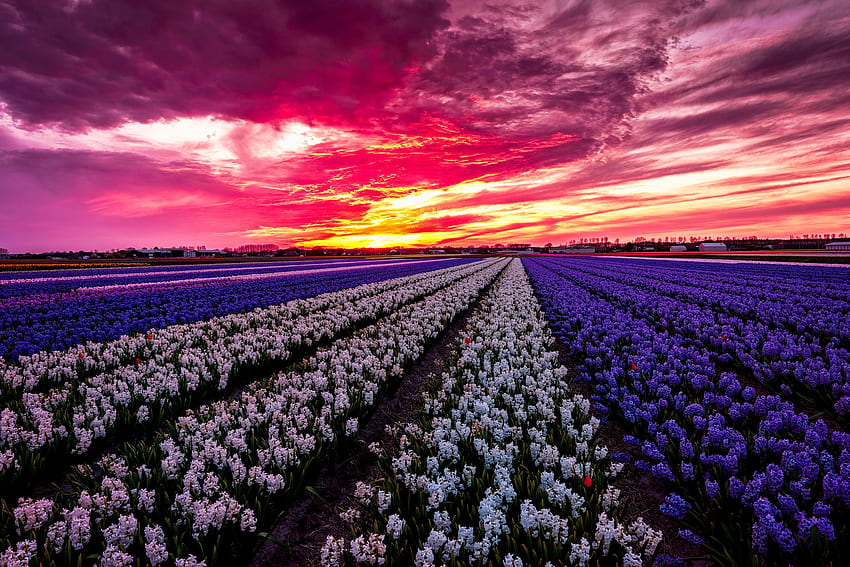 Amazing sunset over flowers field, colorful, colors, beautiful, spring, field, flowers, sky, amazing, sunset HD wallpaper